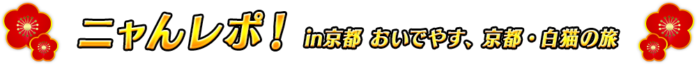 ニャんレポ！in京都 おいでやす、京都・白猫の旅